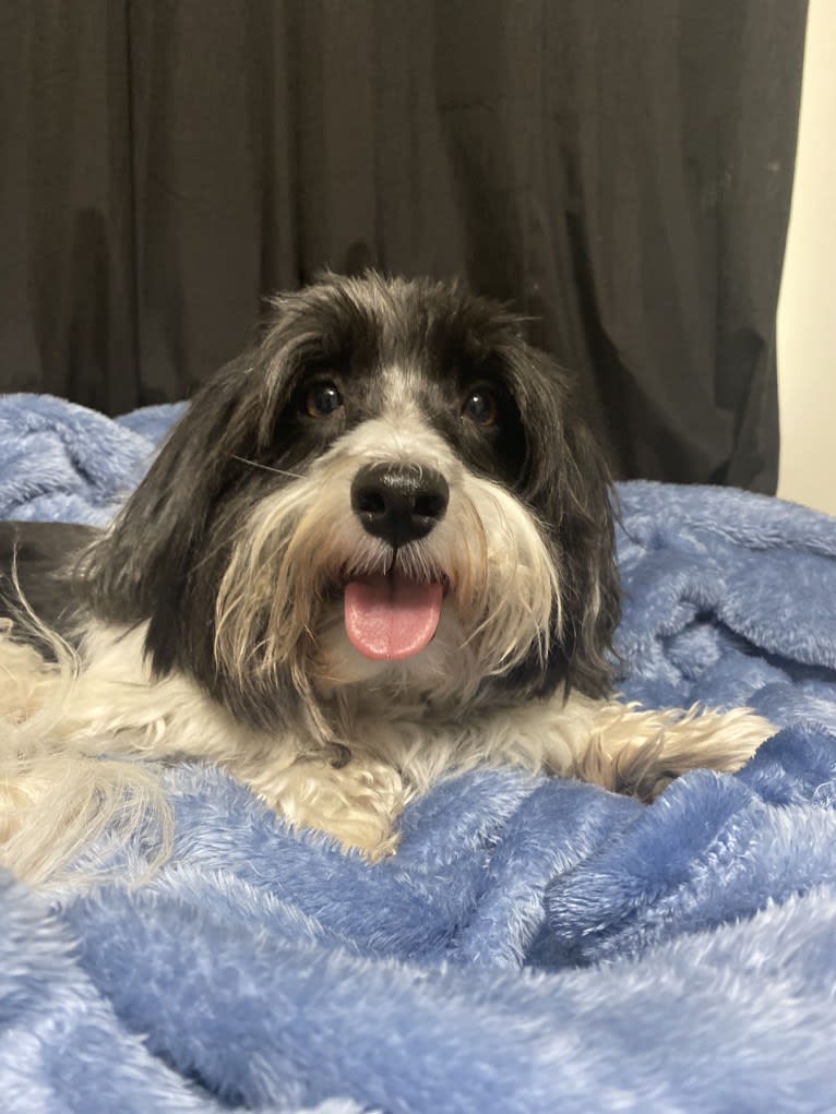 Benito, a Havanese tested with EmbarkVet.com