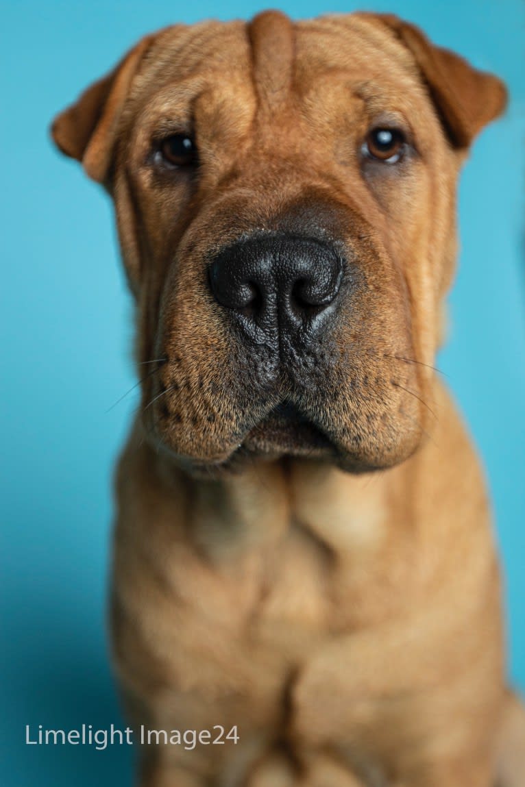 Biggie Small, a Chinese Shar-Pei tested with EmbarkVet.com