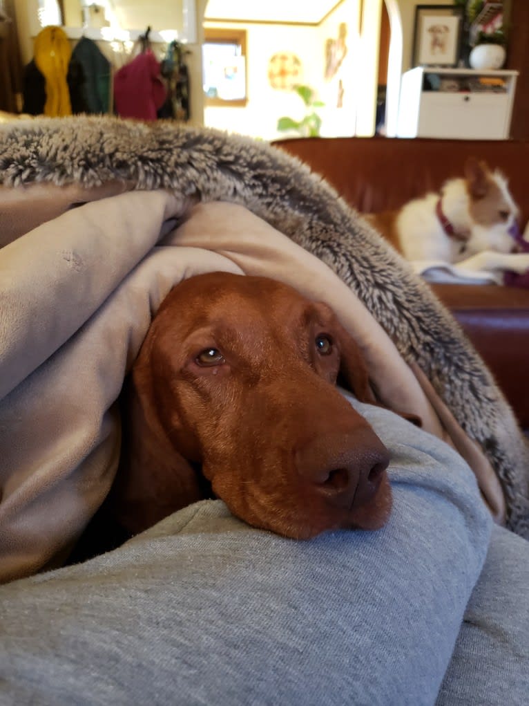 Ari, a Vizsla tested with EmbarkVet.com