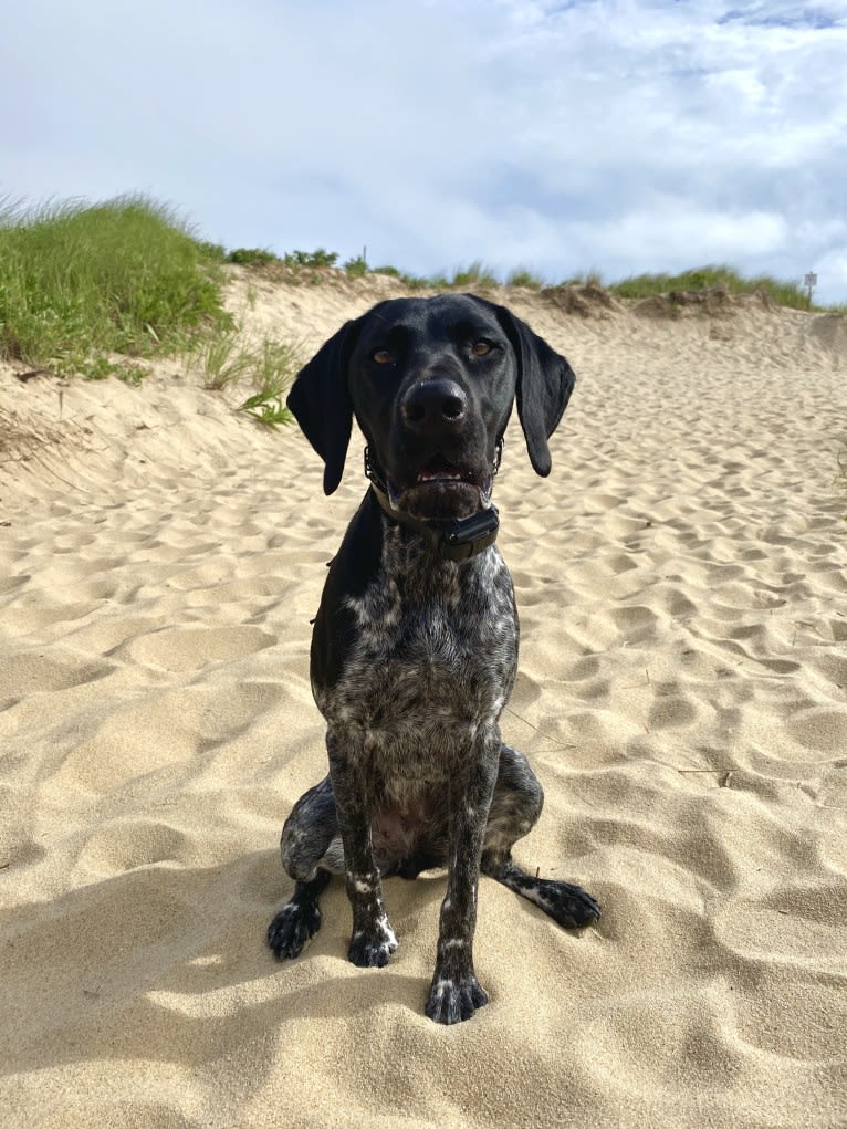 Quinn, a German Shorthaired Pointer tested with EmbarkVet.com