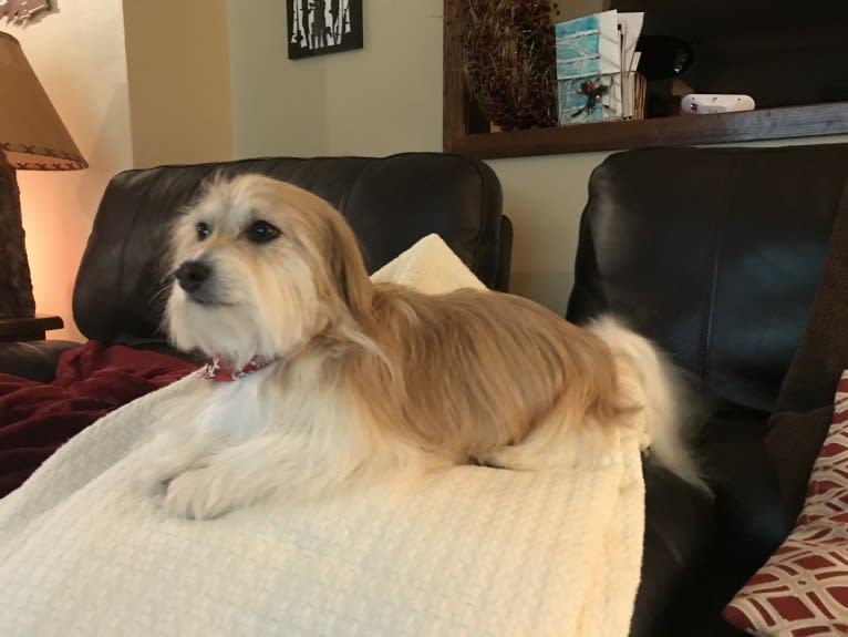 Winham’s Cowboy Cody of Cowgirl Cotons, a Coton de Tulear tested with EmbarkVet.com