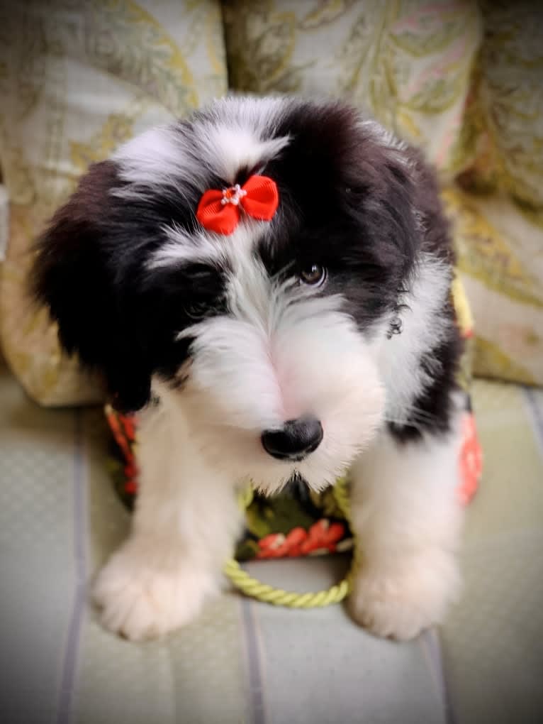 Betty, a Bearded Collie tested with EmbarkVet.com