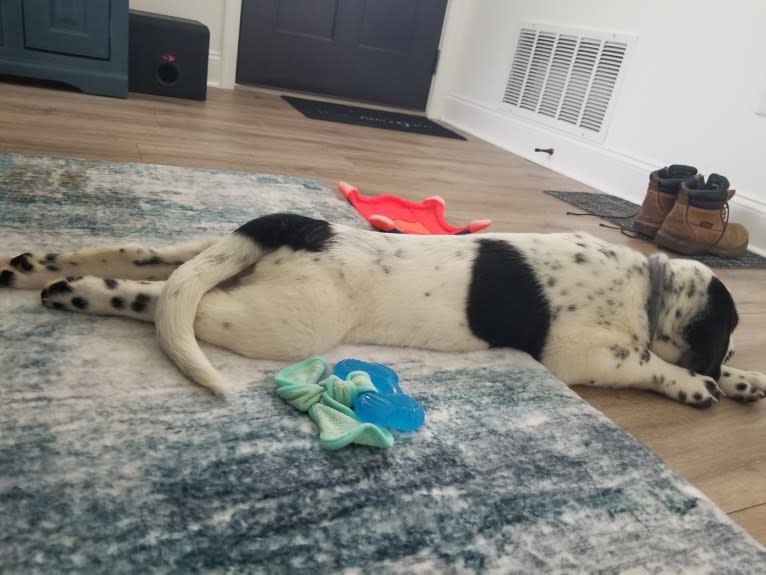 Rorschach, a Labrador Retriever and German Shepherd Dog mix tested with EmbarkVet.com