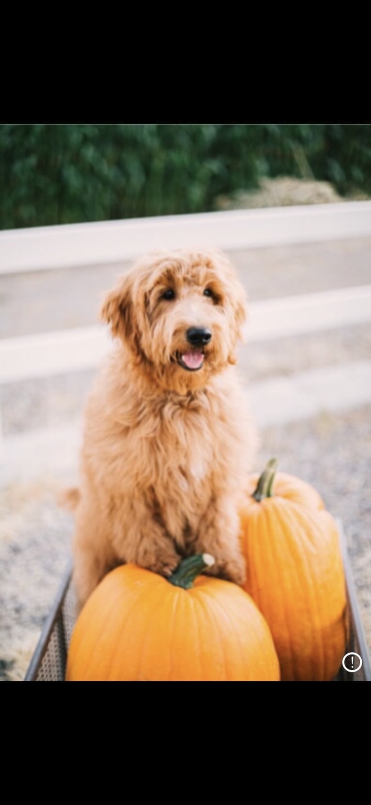 Kingsley, a Goldendoodle tested with EmbarkVet.com