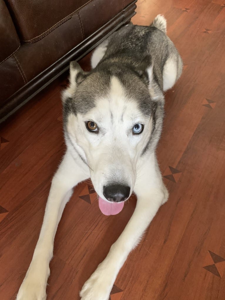 Caine, a Siberian Husky tested with EmbarkVet.com