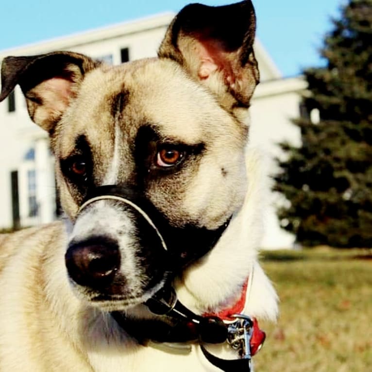 Bonham, a German Shepherd Dog and Great Pyrenees mix tested with EmbarkVet.com