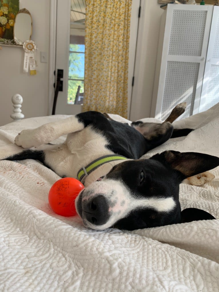 Charley, a Siberian Husky and American Pit Bull Terrier mix tested with EmbarkVet.com