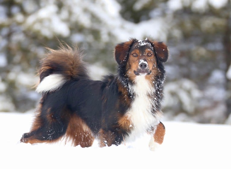 Burley, an English Shepherd tested with EmbarkVet.com