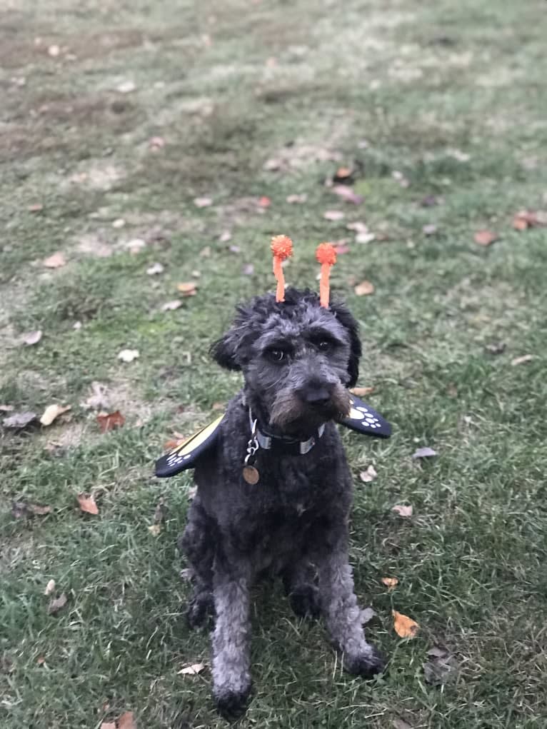 Bluebonnet, a Poodle (Small) and American Pit Bull Terrier mix tested with EmbarkVet.com