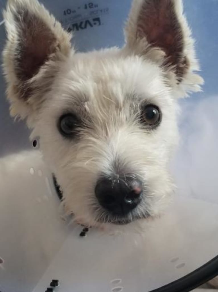 Sufjan Stevens, a West Highland White Terrier tested with EmbarkVet.com