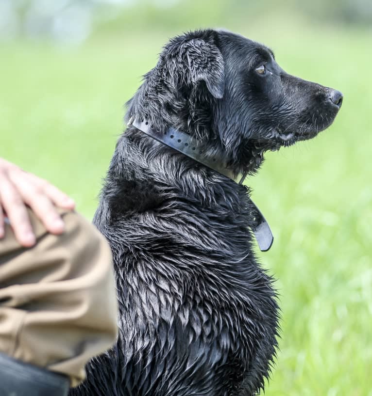 Irish, a Labrador Retriever tested with EmbarkVet.com