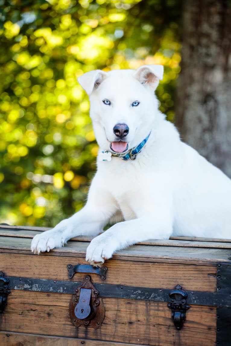 Dash, a Gerberian Shepsky (12.7% unresolved) tested with EmbarkVet.com