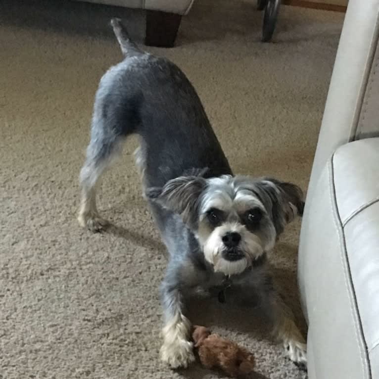 Ruby, a Bichon Frise and Brussels Griffon mix tested with EmbarkVet.com