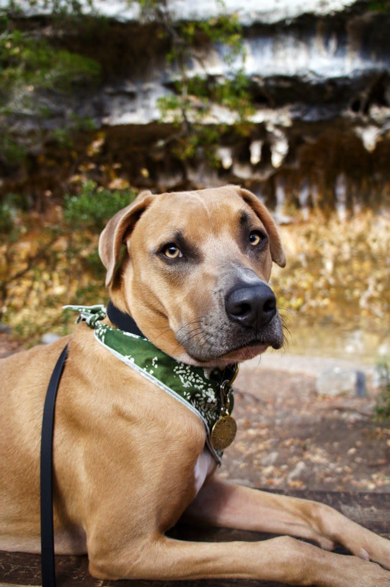 Lucian, an American Pit Bull Terrier and Rat Terrier mix tested with EmbarkVet.com