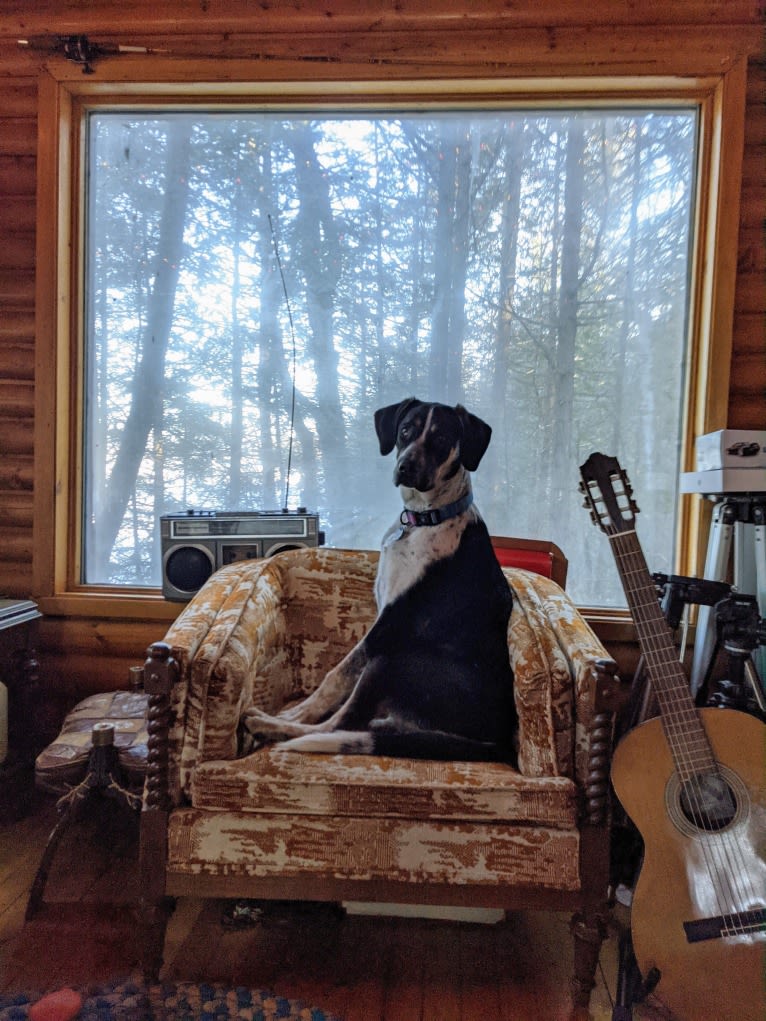 Crick, a Border Collie and Bluetick Coonhound mix tested with EmbarkVet.com