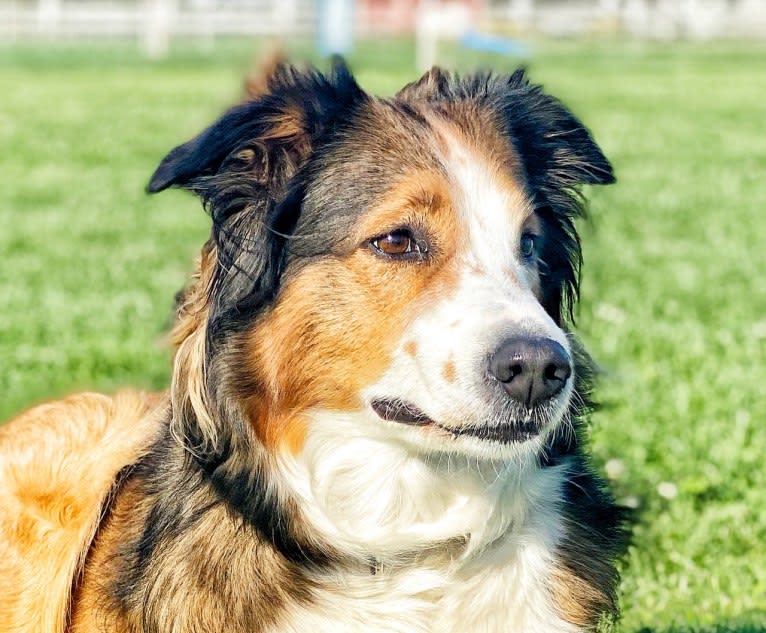 Lark, an English Shepherd tested with EmbarkVet.com