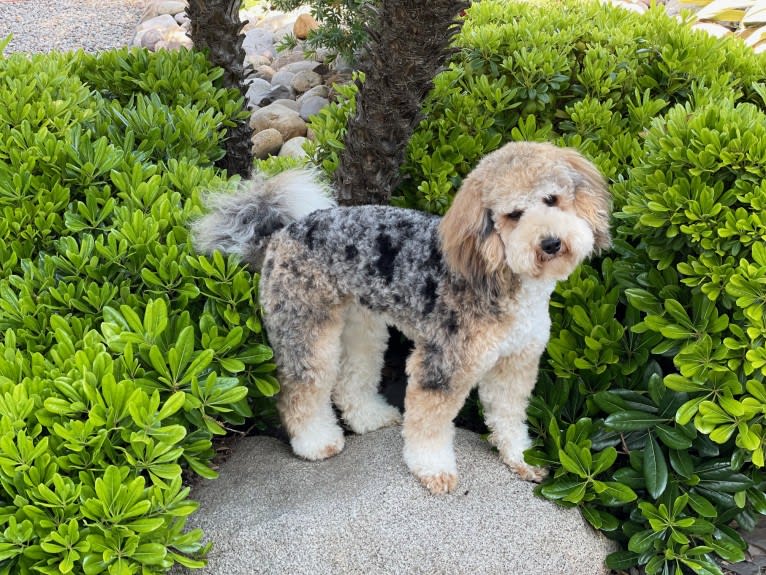 Levi, a Poodle tested with EmbarkVet.com