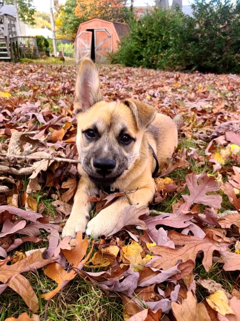 Oslo, an American Pit Bull Terrier and Chihuahua mix tested with EmbarkVet.com