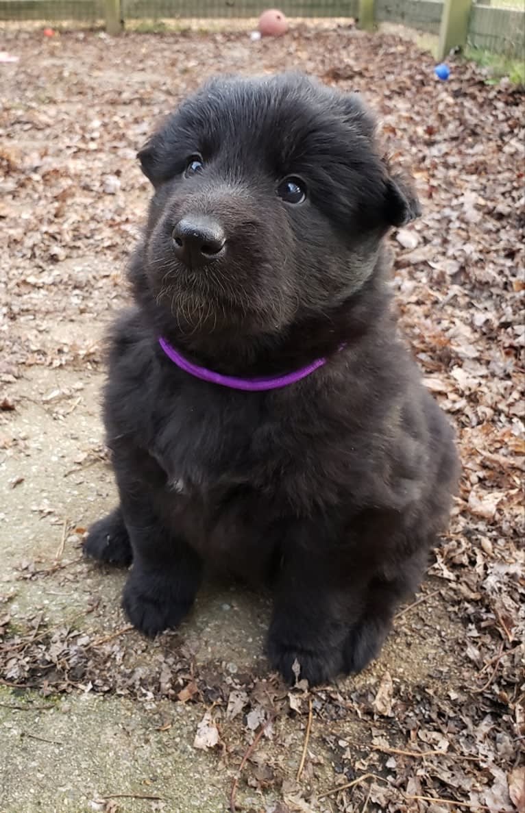 Solo, a Belgian Shepherd tested with EmbarkVet.com