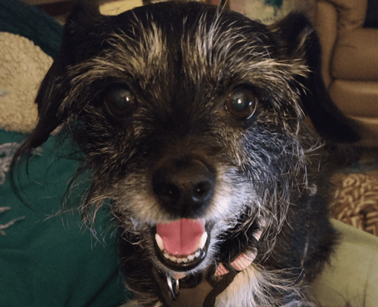 Marcy, a Chihuahua and Cocker Spaniel mix tested with EmbarkVet.com