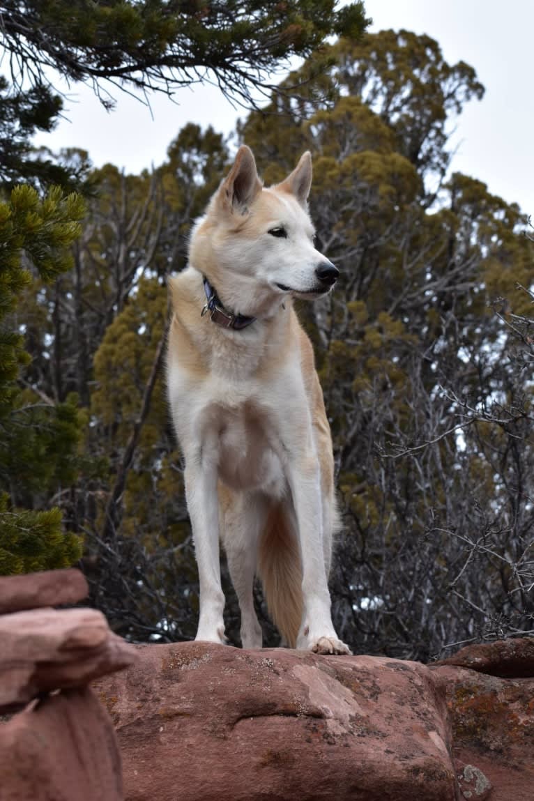 Roco, an Alaskan-type Husky tested with EmbarkVet.com