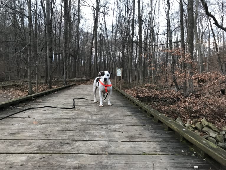 Lucie, an American Pit Bull Terrier and Boxer mix tested with EmbarkVet.com