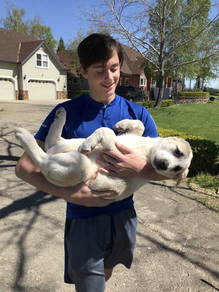 Rocket, an Anatolian Shepherd Dog tested with EmbarkVet.com