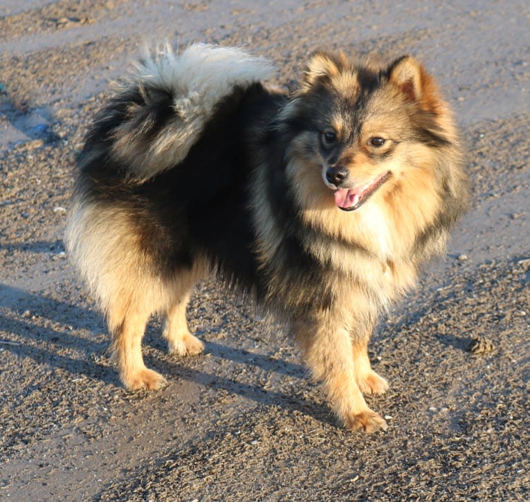Pip, a German Spitz tested with EmbarkVet.com