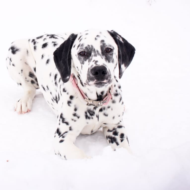 Firefly, a Dalmatian tested with EmbarkVet.com