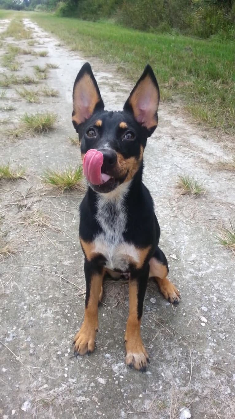 Mae AKA Drama Llama, an Australian Cattle Dog and American Pit Bull Terrier mix tested with EmbarkVet.com