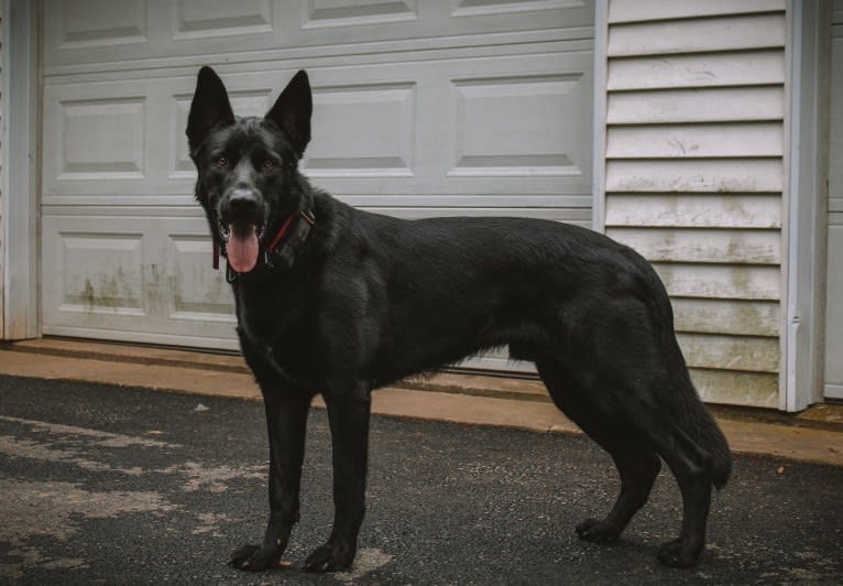 Harley, a German Shepherd Dog and Australian Shepherd mix tested with EmbarkVet.com