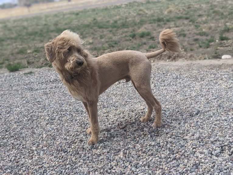 Gunner, a Labradoodle tested with EmbarkVet.com