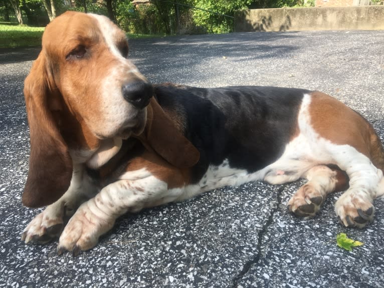 Butler, a Basset Hound tested with EmbarkVet.com