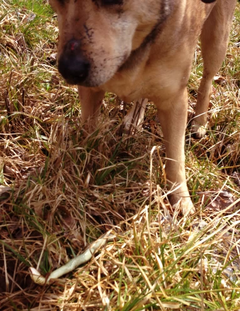 Chase, an American Pit Bull Terrier and Great Pyrenees mix tested with EmbarkVet.com