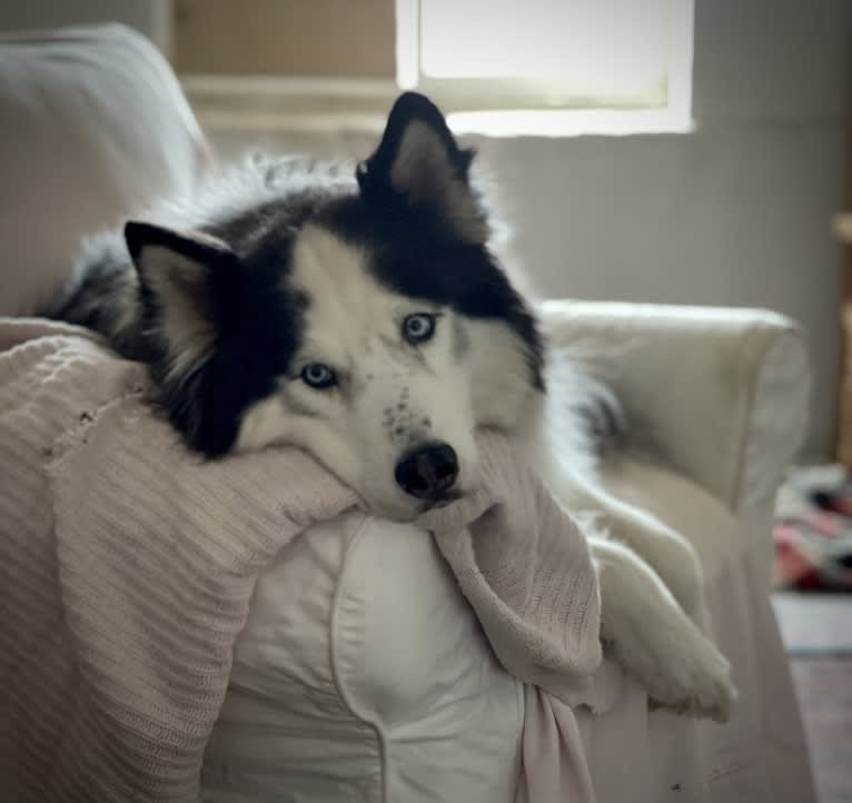 Jack, a Siberian Husky tested with EmbarkVet.com