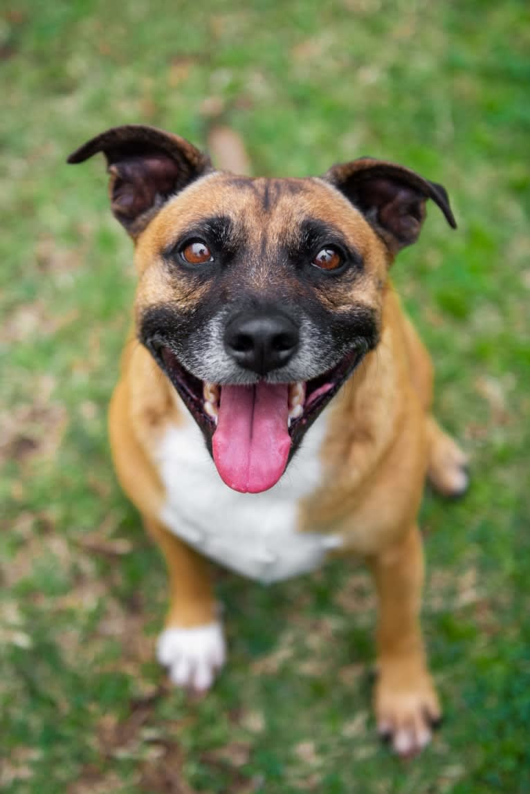 Troy, a Staffordshire Bull Terrier and Australian Cattle Dog mix tested with EmbarkVet.com