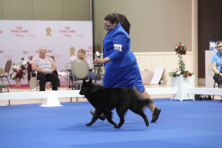 Gem, a Belgian Shepherd tested with EmbarkVet.com