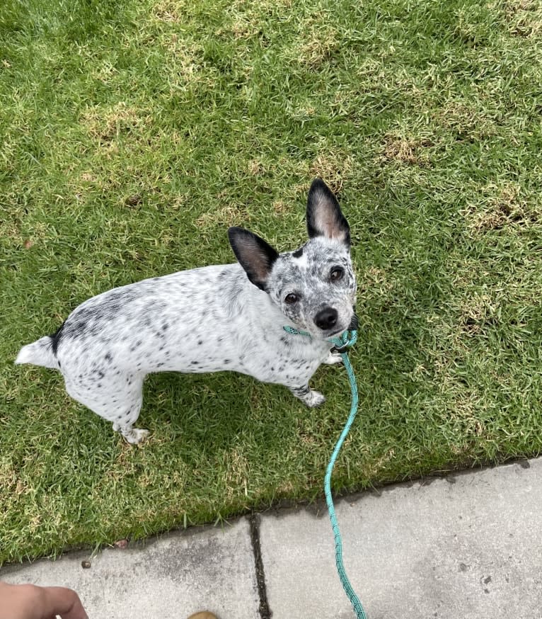 Zelda, an Australian Cattle Dog and Chihuahua mix tested with EmbarkVet.com