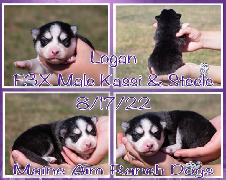 Summit/Logan, a Pomsky tested with EmbarkVet.com