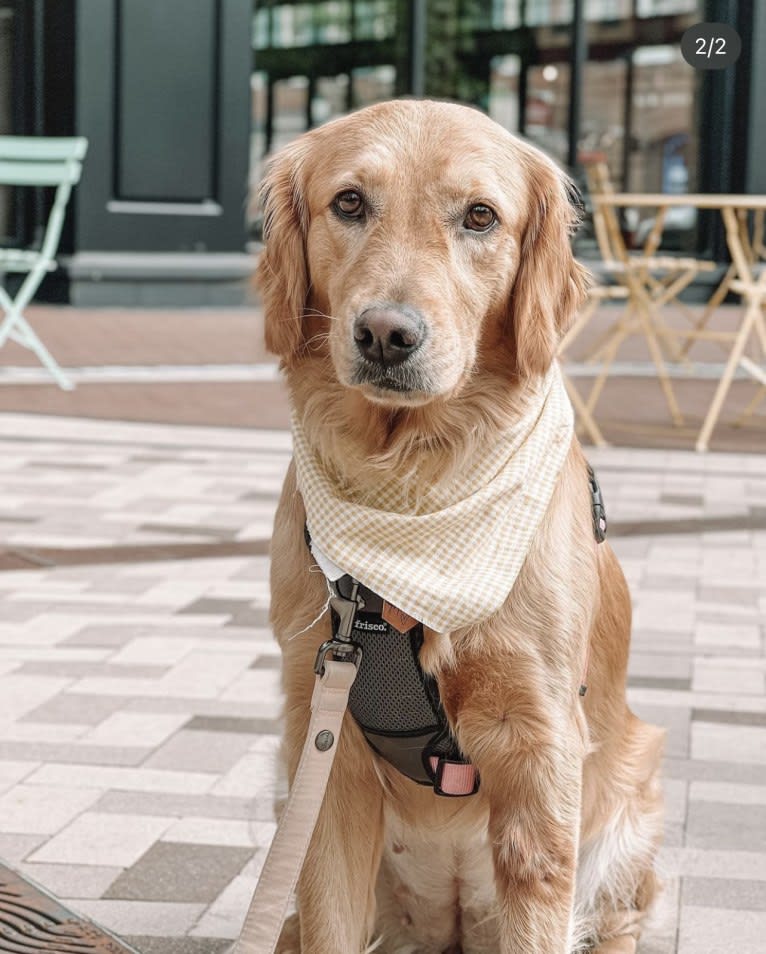 Marley, a Golden Retriever tested with EmbarkVet.com