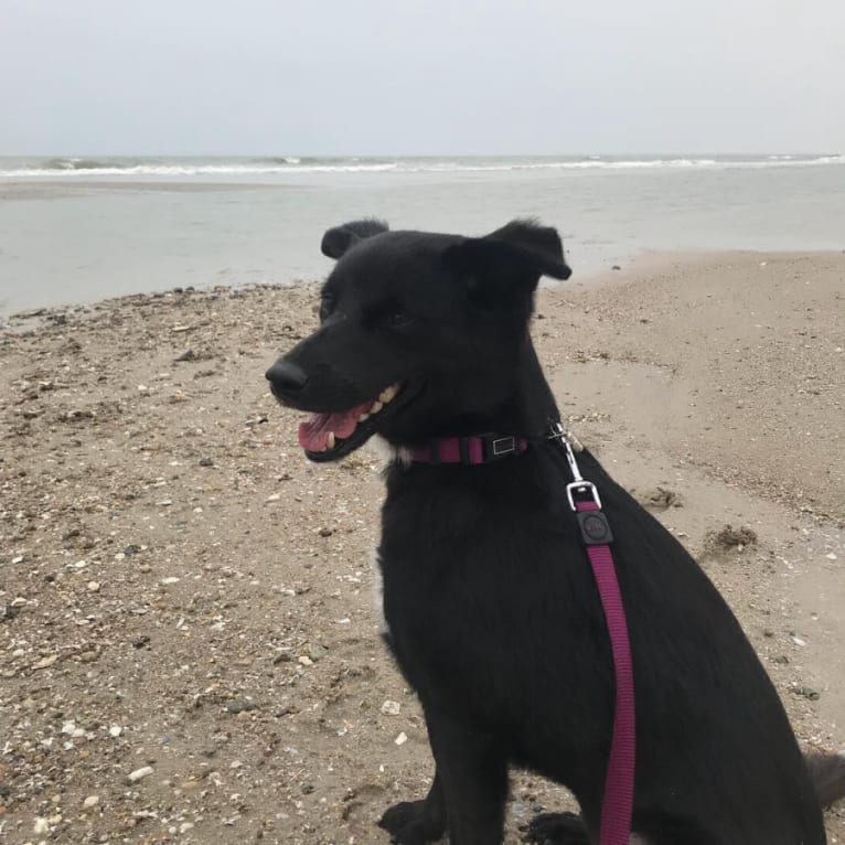 Nikki, a Southeast Asian Village Dog tested with EmbarkVet.com