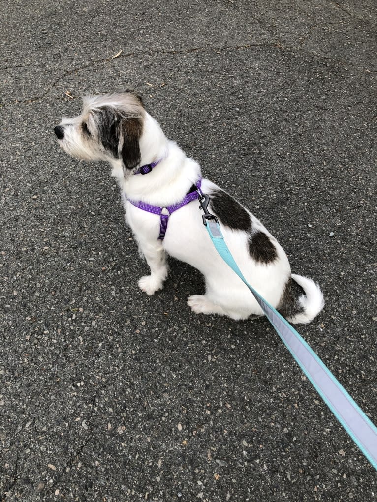 Hazel, a Lhasa Apso and Beagle mix tested with EmbarkVet.com