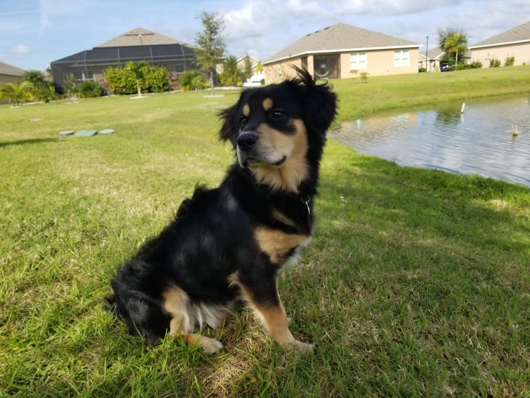 Sammy, a Chow Chow and Cocker Spaniel mix tested with EmbarkVet.com