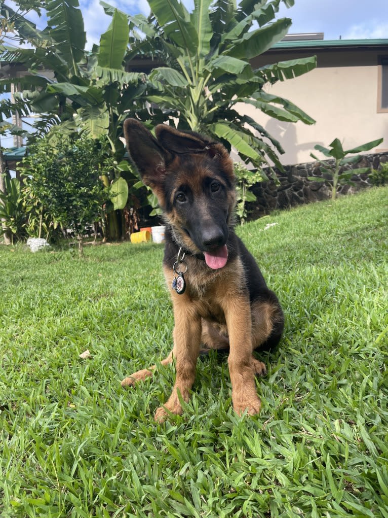 Arya, a German Shepherd Dog tested with EmbarkVet.com