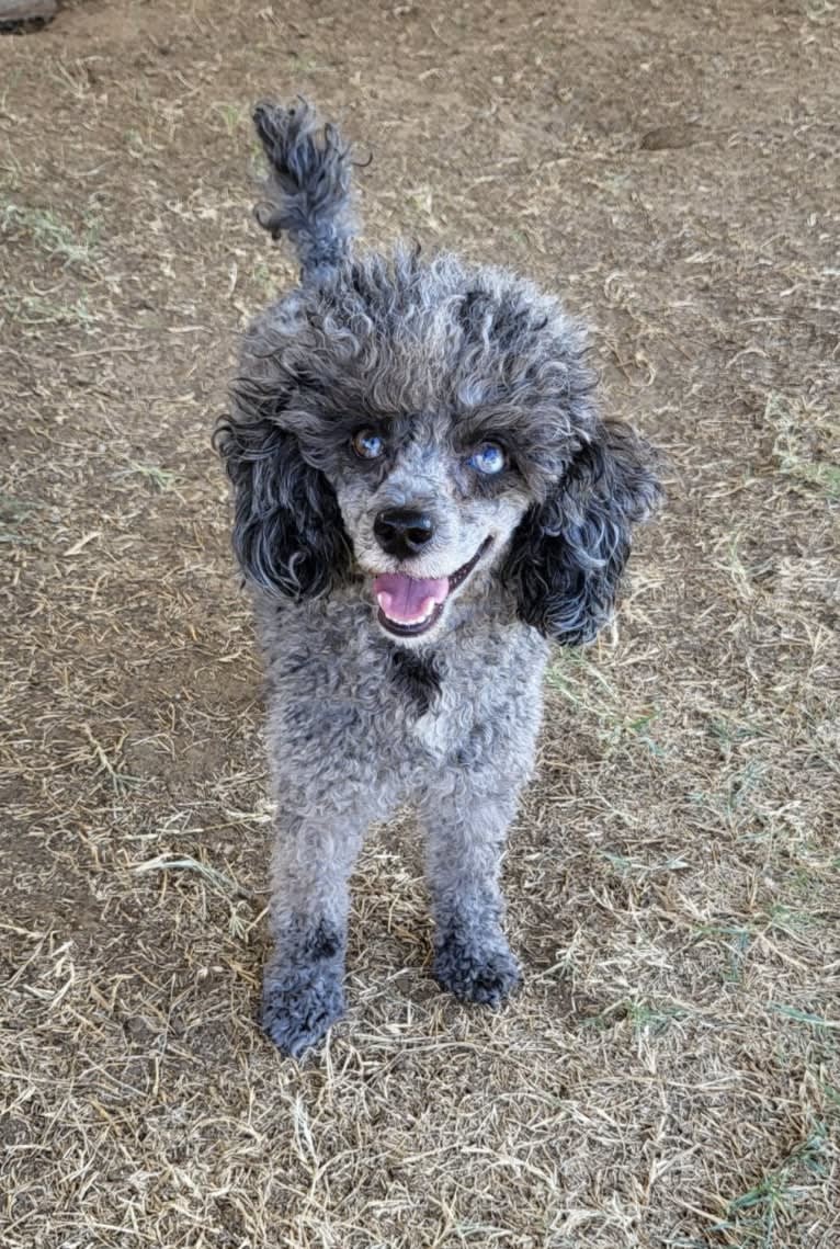 Ester, a Poodle (Small) tested with EmbarkVet.com