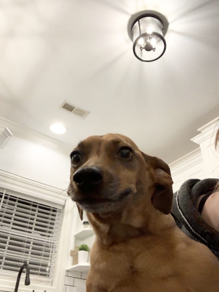 Preston, a Miniature Pinscher and Dachshund mix tested with EmbarkVet.com