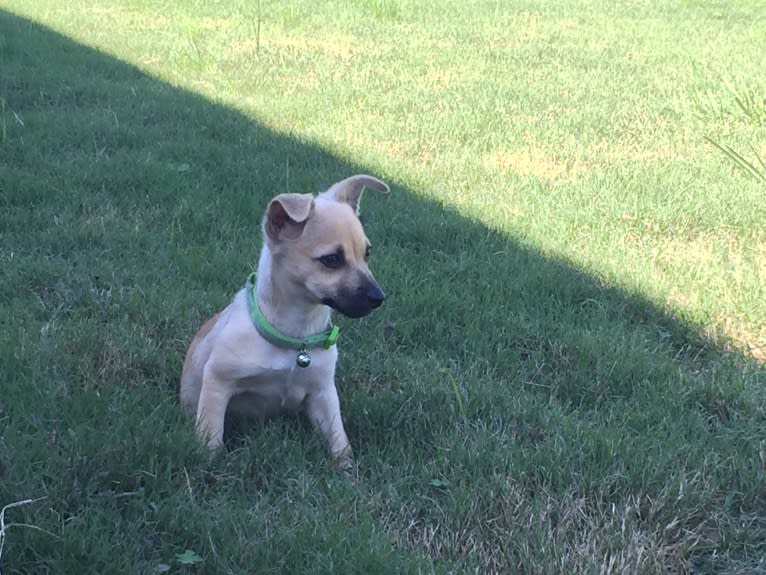 Wookie, a Chihuahua and West Highland White Terrier mix tested with EmbarkVet.com