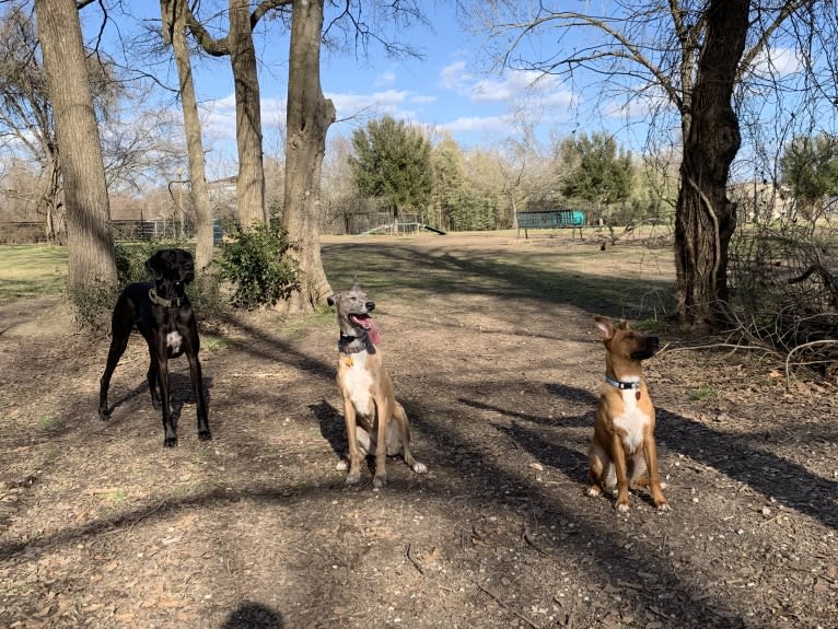 Bonnie, a Belgian Malinois and Great Dane mix tested with EmbarkVet.com