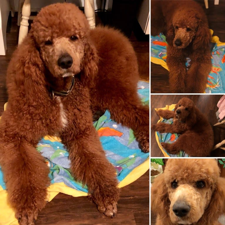 Ryder, a Poodle (Standard) tested with EmbarkVet.com