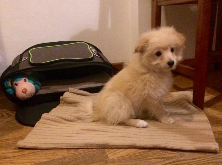Lila, a Poodle (Small) and German Spitz mix tested with EmbarkVet.com